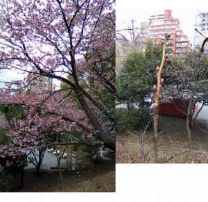 桜咲いています