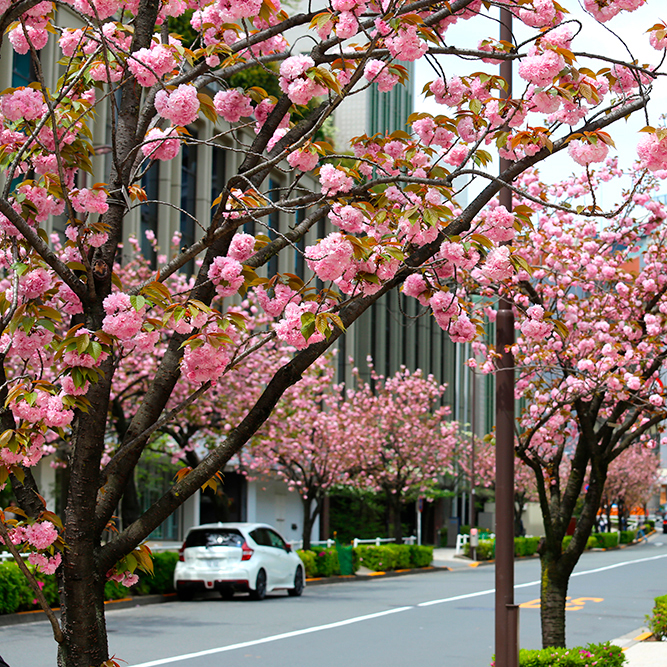 千代田区最後の桜 紀尾井町通りの八重桜