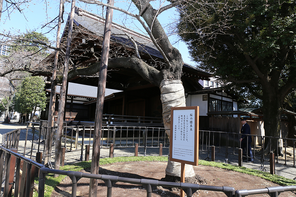 3月18日　東京の標本木