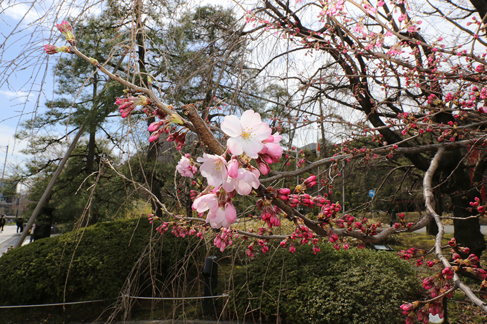 3月19日　国立劇場前庭の桜