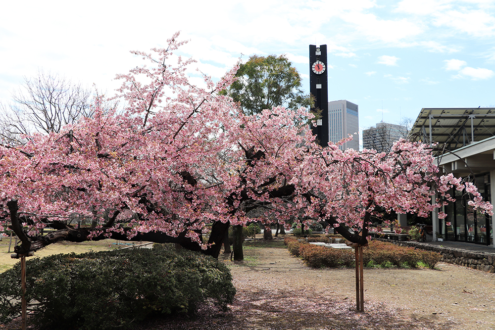 3月19日　国会前庭園