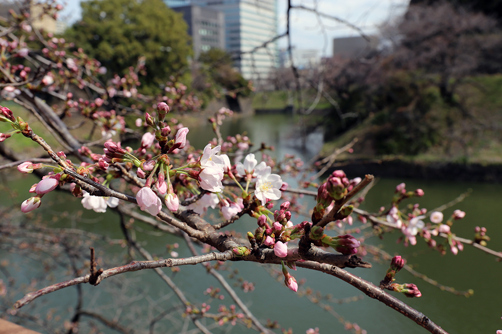 3月22日　靖國通りと千鳥ヶ淵緑道