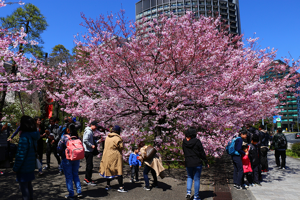 3月24日　国立劇場さくらまつり