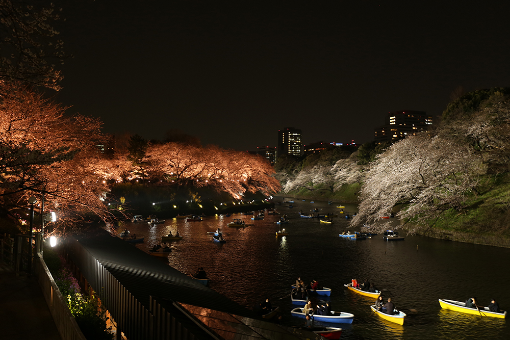 3月27日　千鳥ヶ淵ライトアップ始まりました！