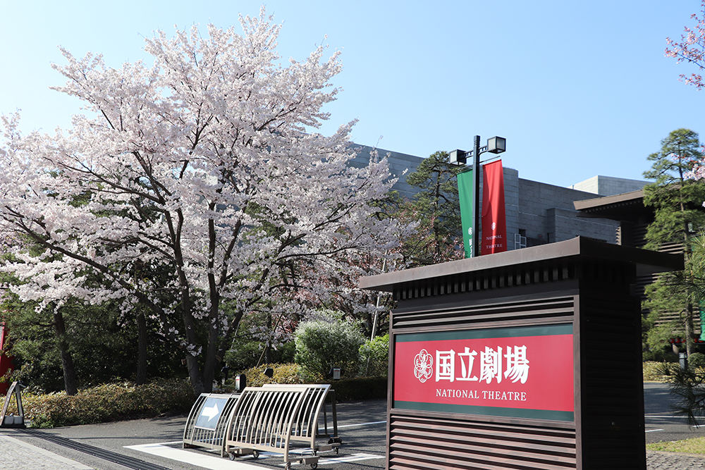 3月27日　10種の桜が順に開花