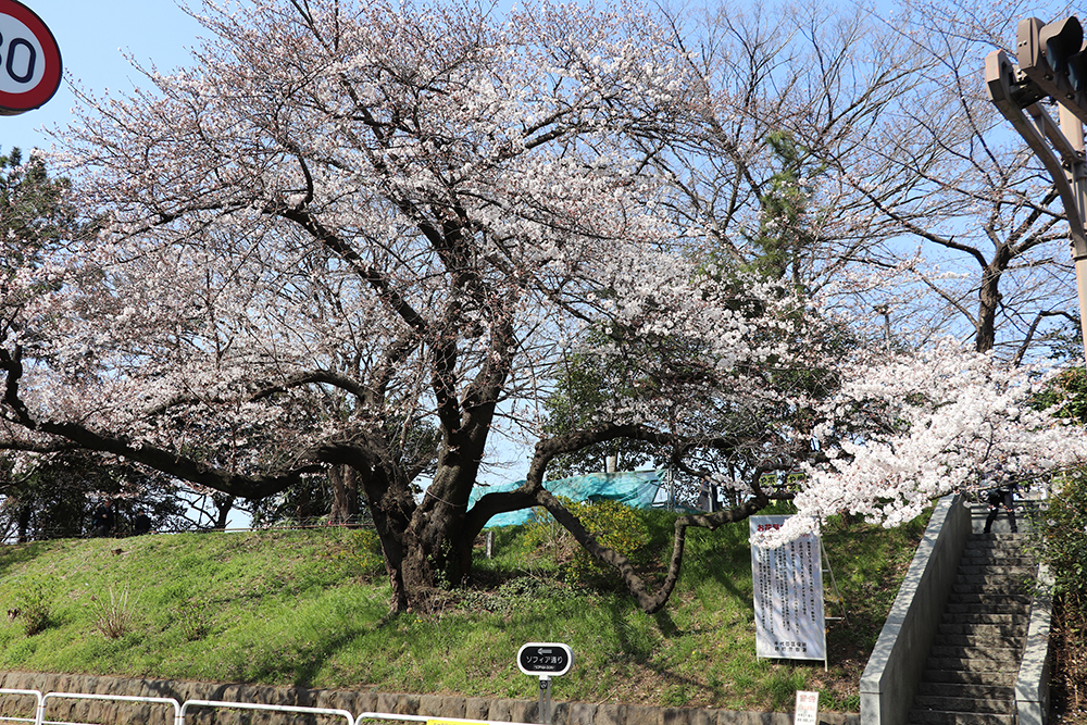 3月27日　四ツ谷駅周辺