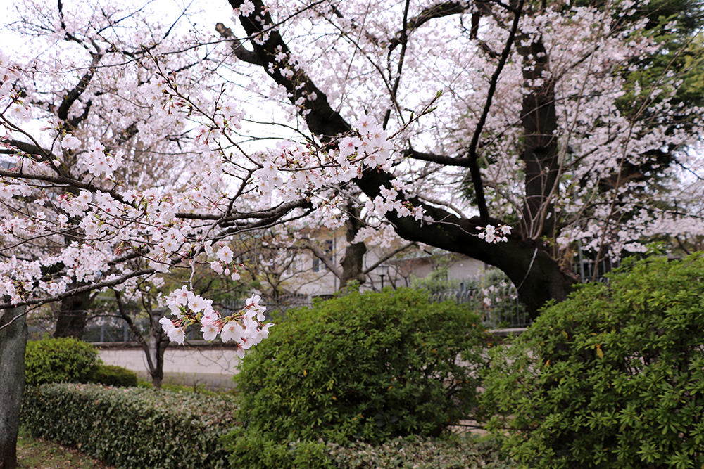 3月29日　英国大使館の桜