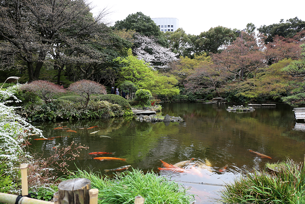 3月29日　紀尾井町通りの桜と日本庭園
