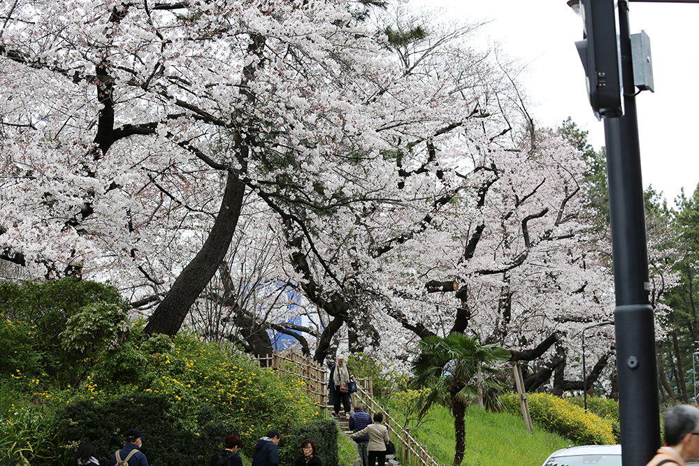 3月29日　四谷駅周辺の桜