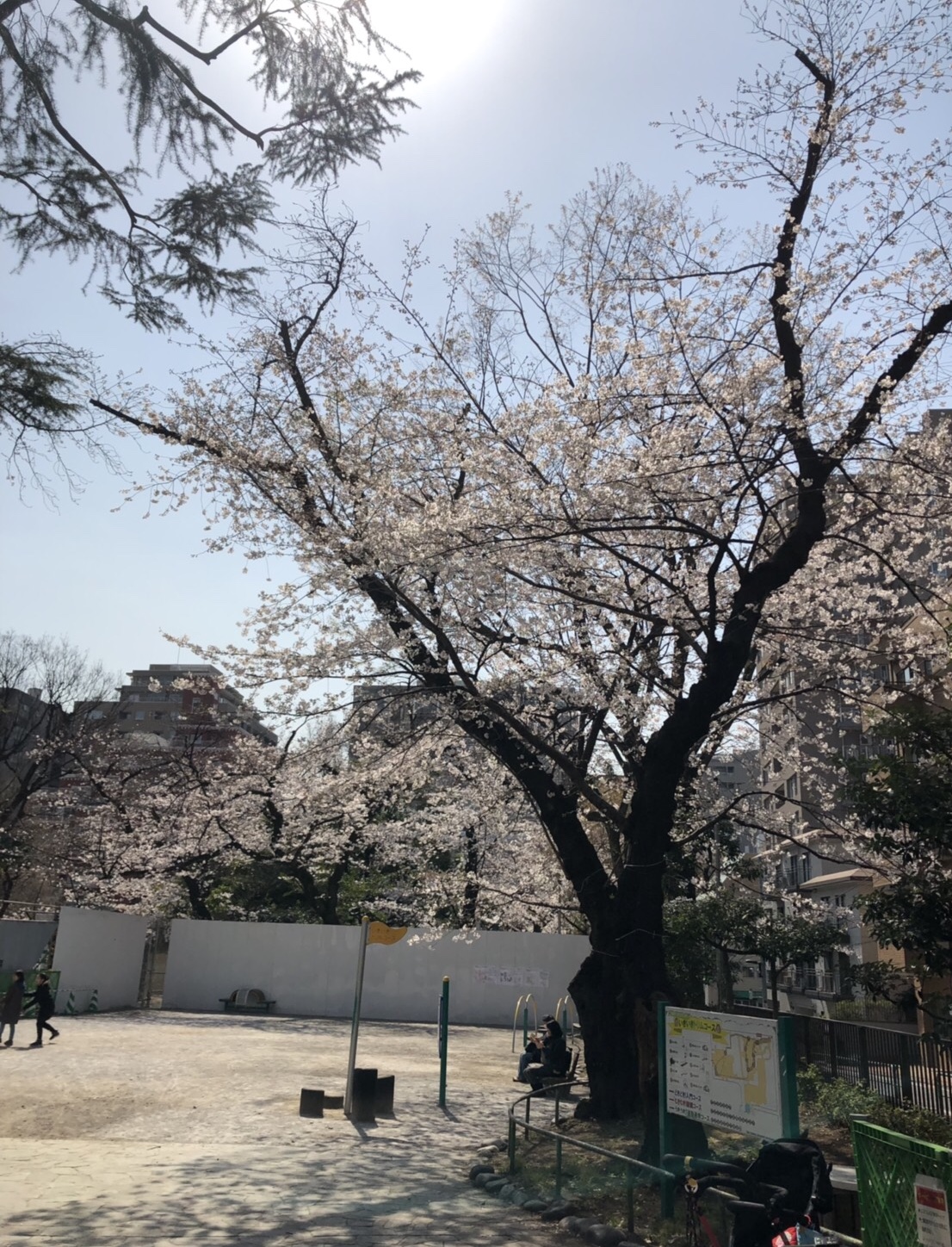 3月27日 咲いてます