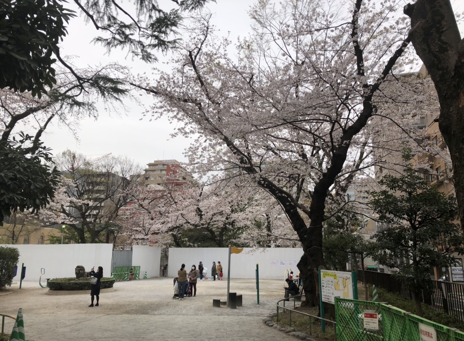 3月29日 満開です