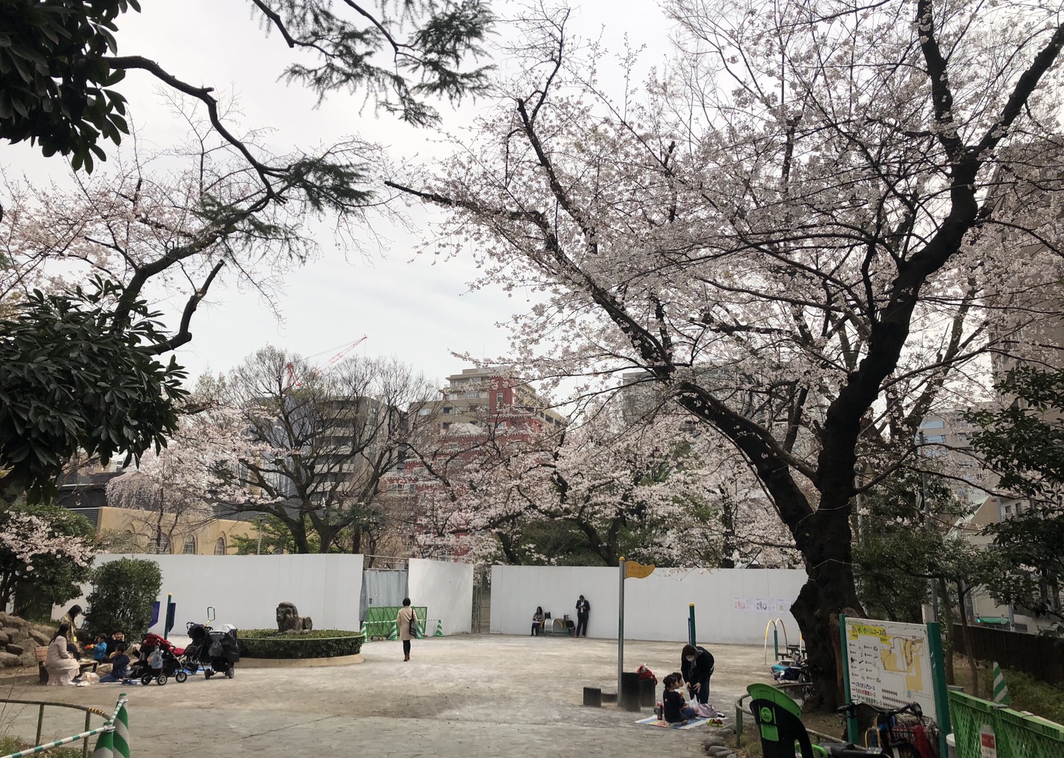 3月26日 六分咲き