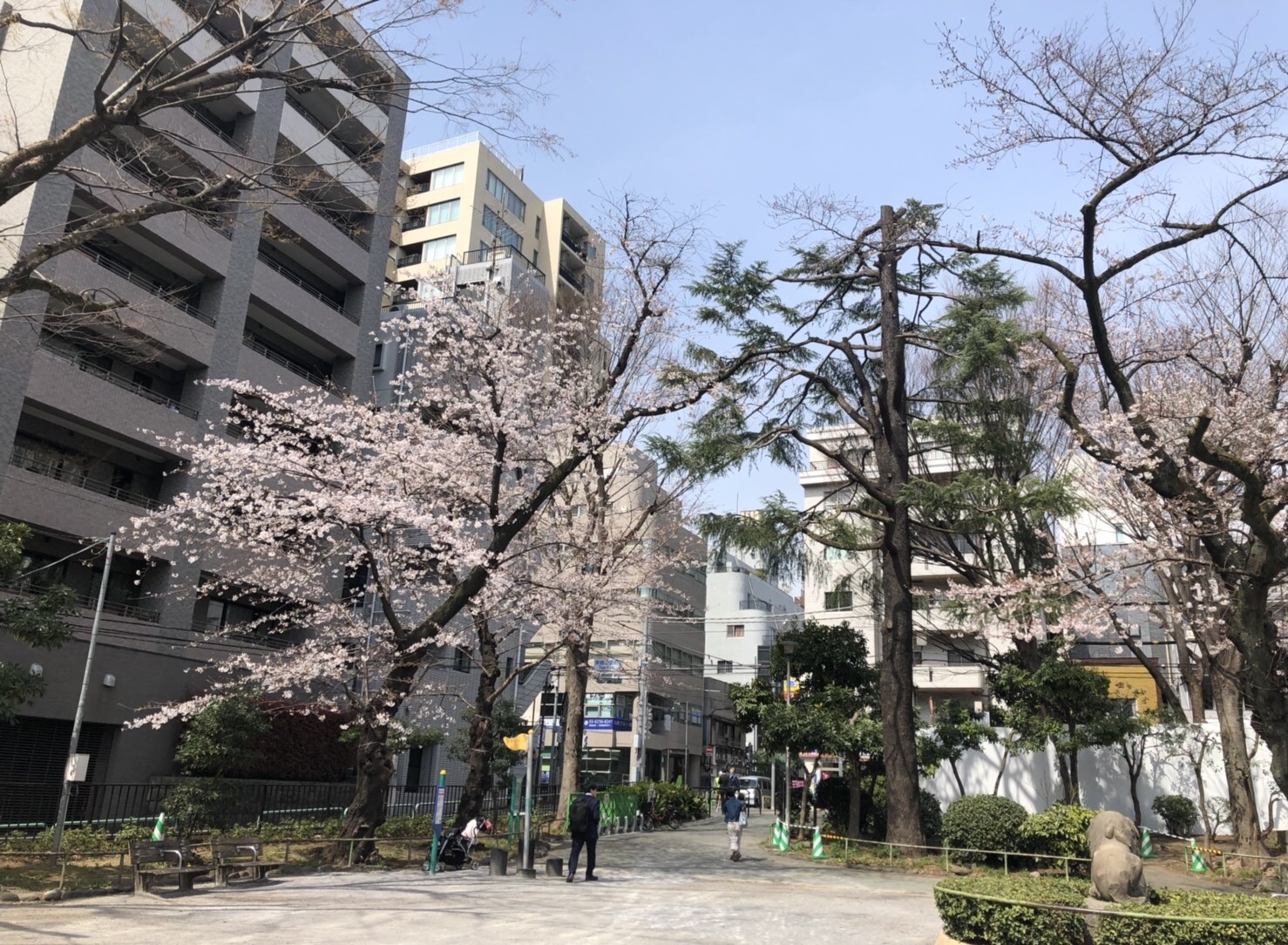 3月25日 四分咲き