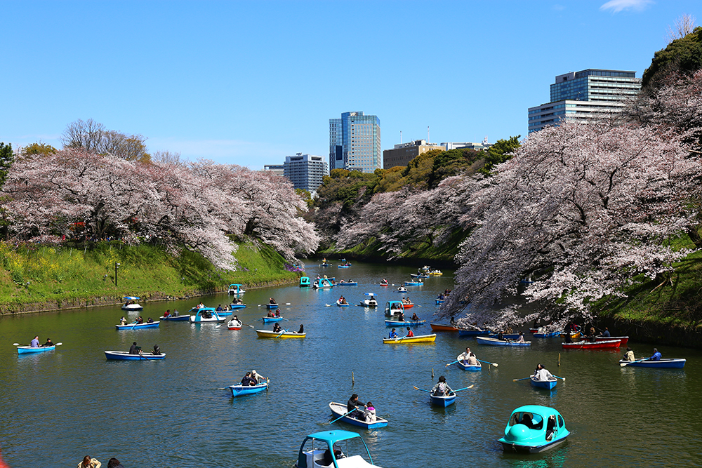 4月1日　千鳥ヶ淵満開の桜と青空