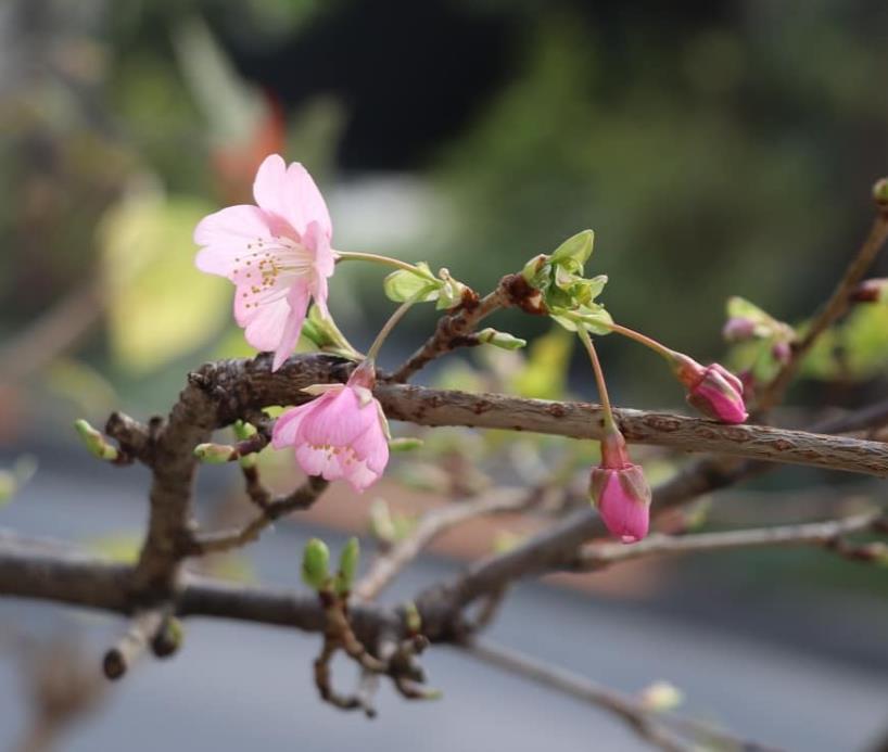 麹町三丁目　早咲きの桜（ instagram）