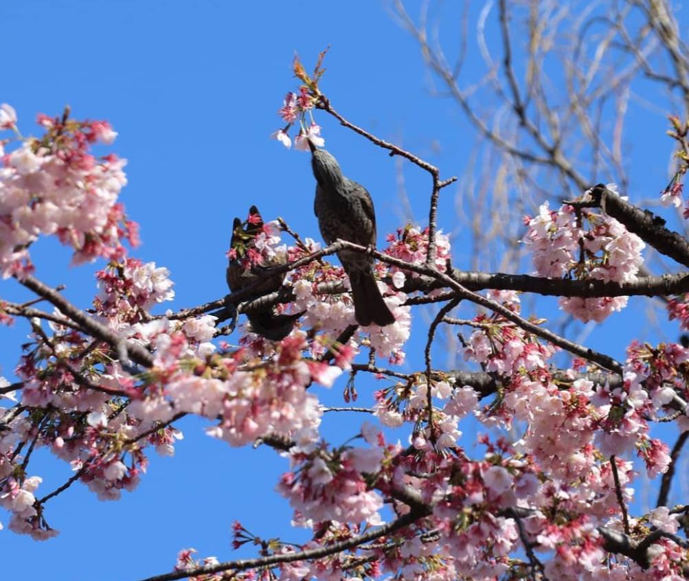 国会前庭の寒桜（instagram）