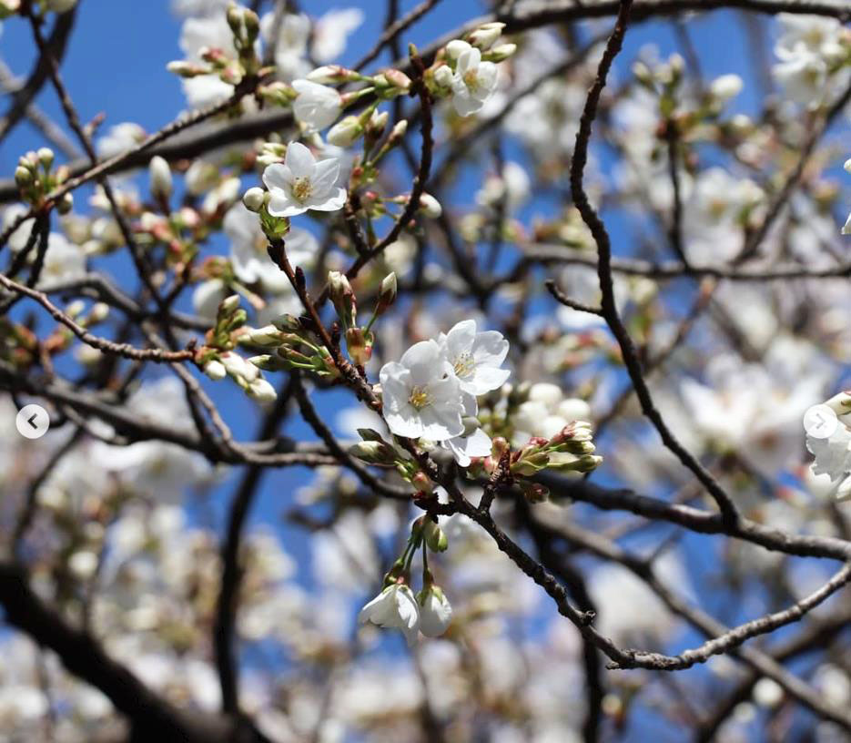 外務省のイトウザクラ（伊東桜）（instagram)