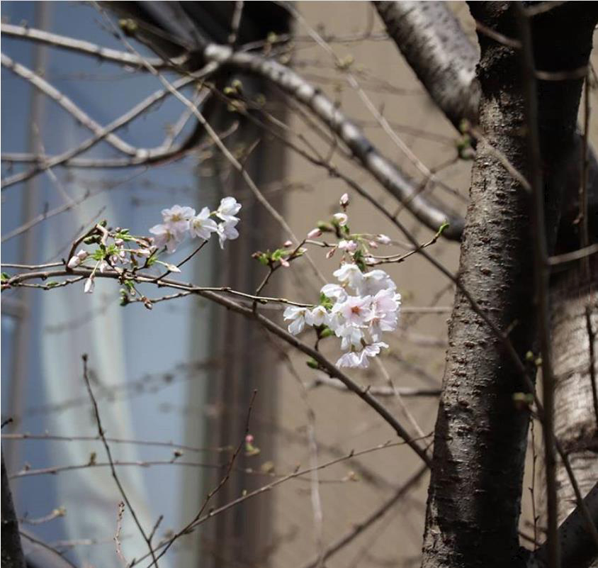 麹町区民館前のソメイヨシノ（instagram）