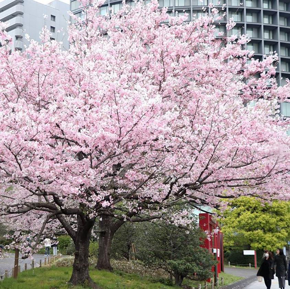 国立劇場の神代曙（instagram）