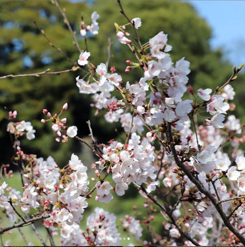 桜田濠　ソメイヨシノ（instagram）