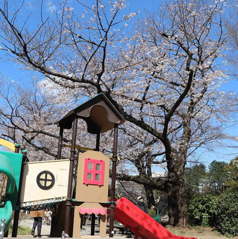 千鳥ヶ淵公園　ソメイヨシノ（instagram）