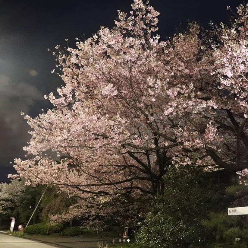国立劇場 夜桜（instagram）