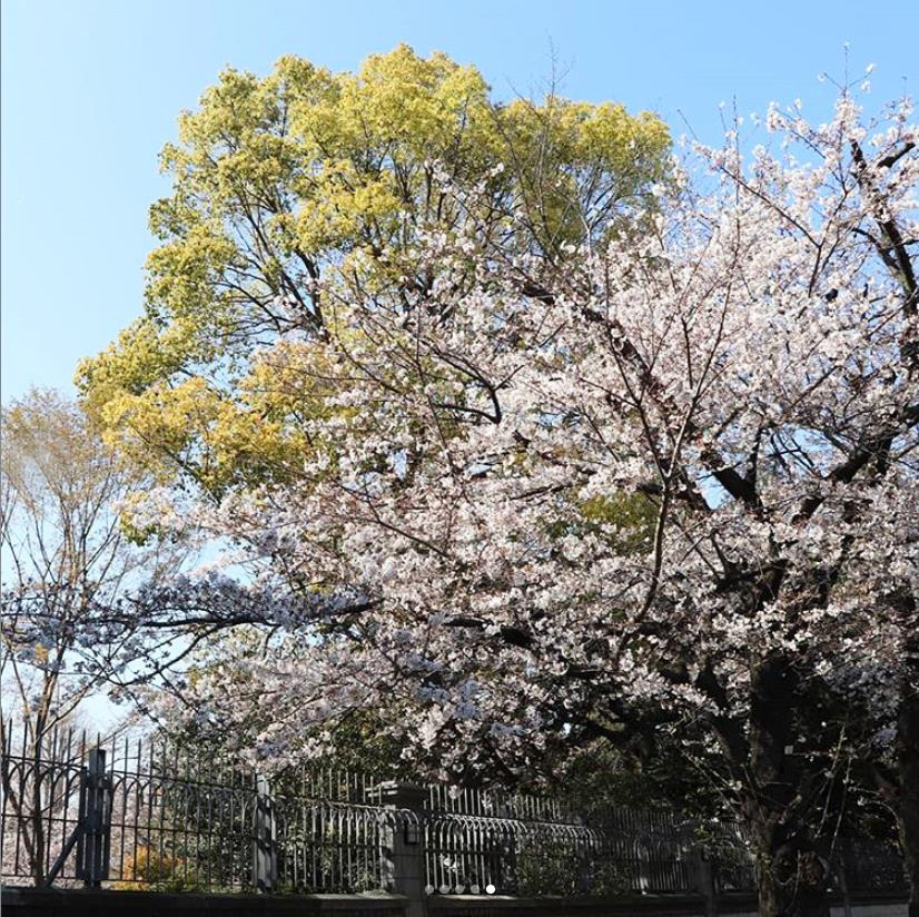 駐日英国大使館　桜並木（instagram）