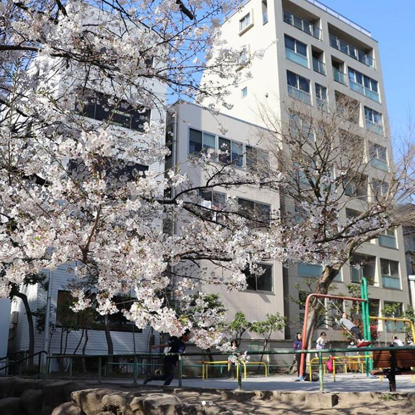 東郷元帥記念公園のソメイヨシノ（instagram)