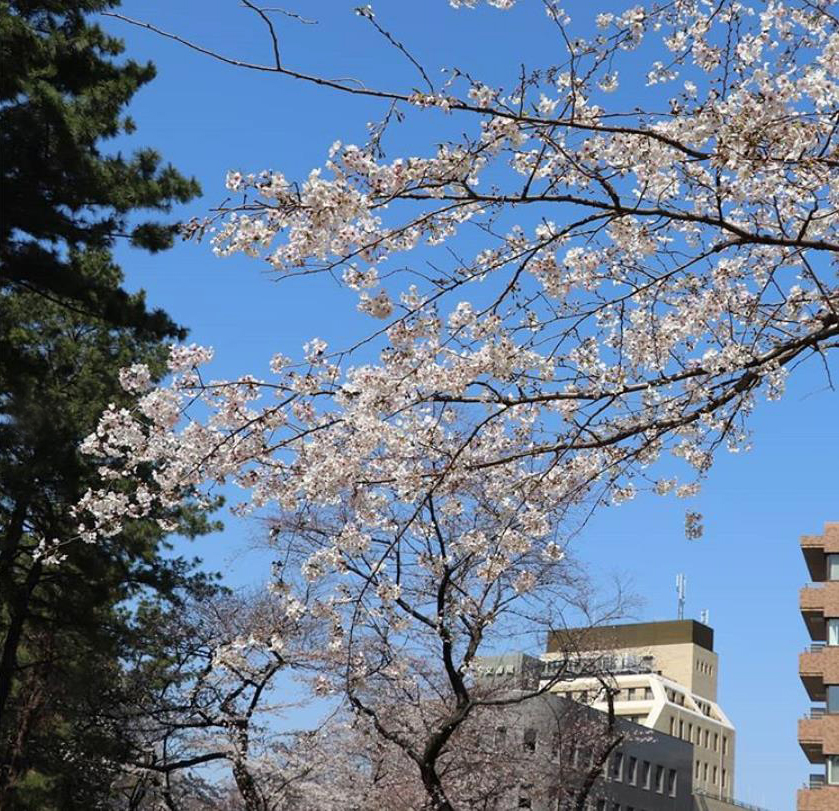外濠公園 松と桜のコントラスト（instagram）