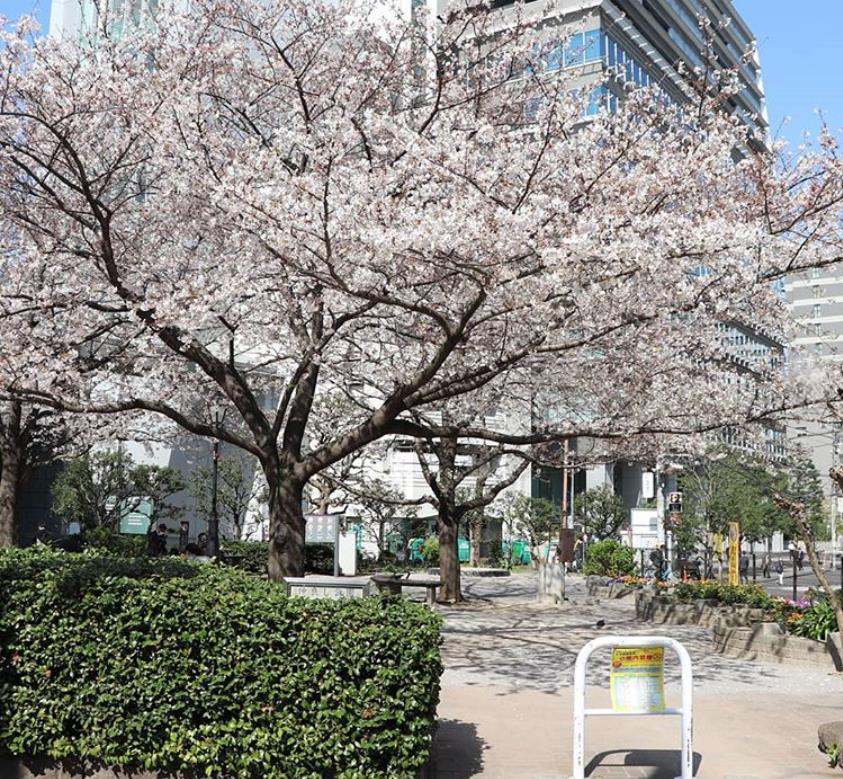 麹町こどもの広場の桜（instagram）
