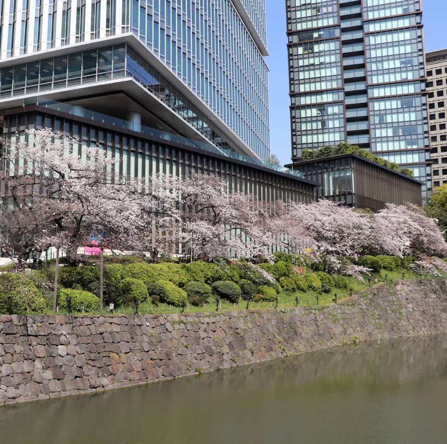 紀尾井町　弁慶濠の桜（instagram）