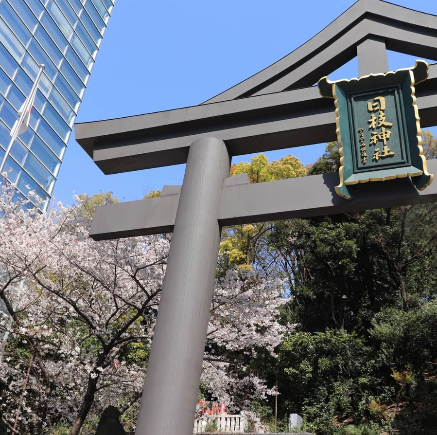 日枝神社 ソメイヨシノ