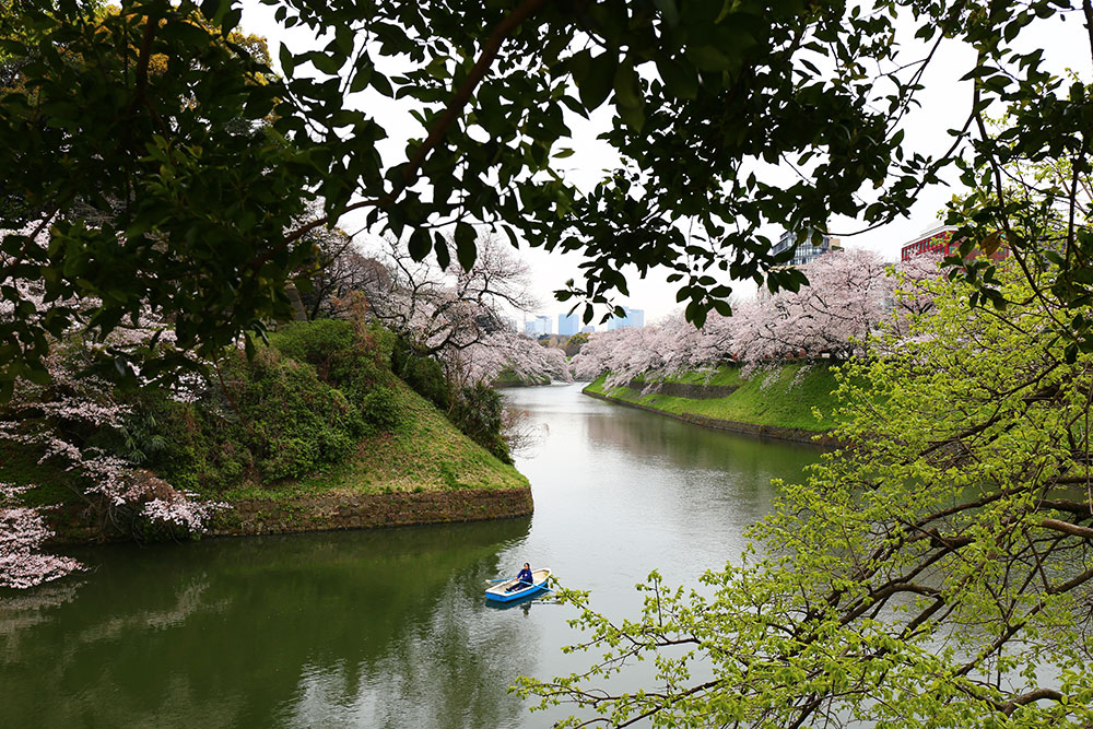 満開秒読み　北の丸公園、千鳥ヶ淵