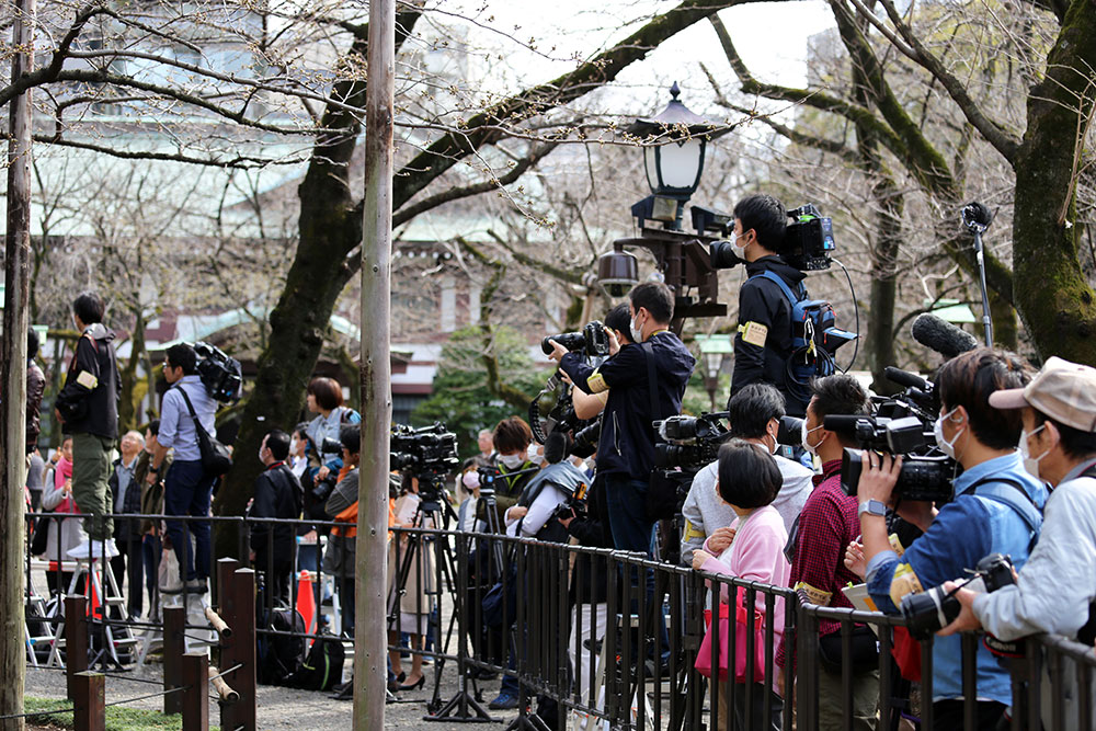 東京の桜の標準木 開花宣言ならず