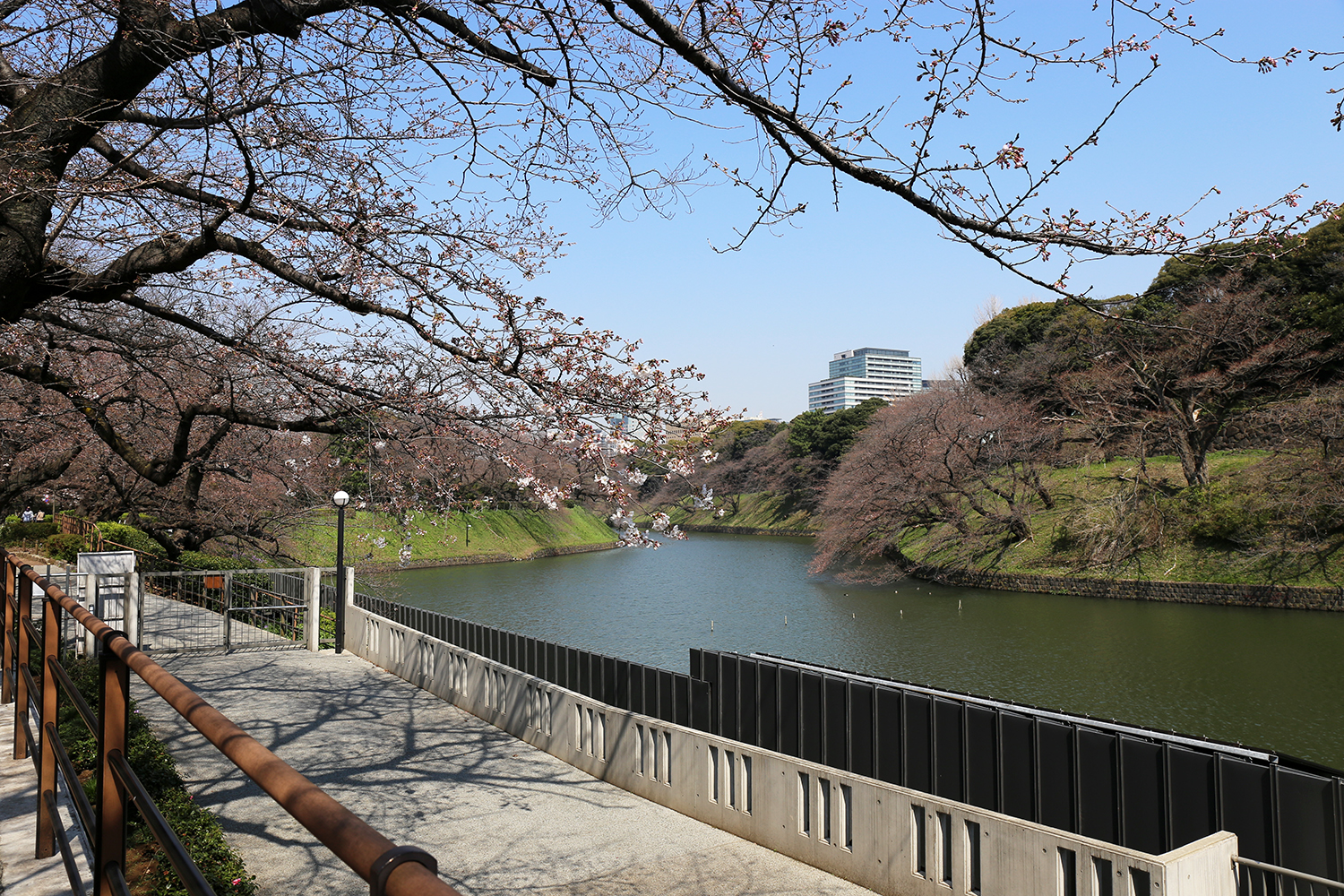 快晴の千鳥ヶ淵 （２分咲き）