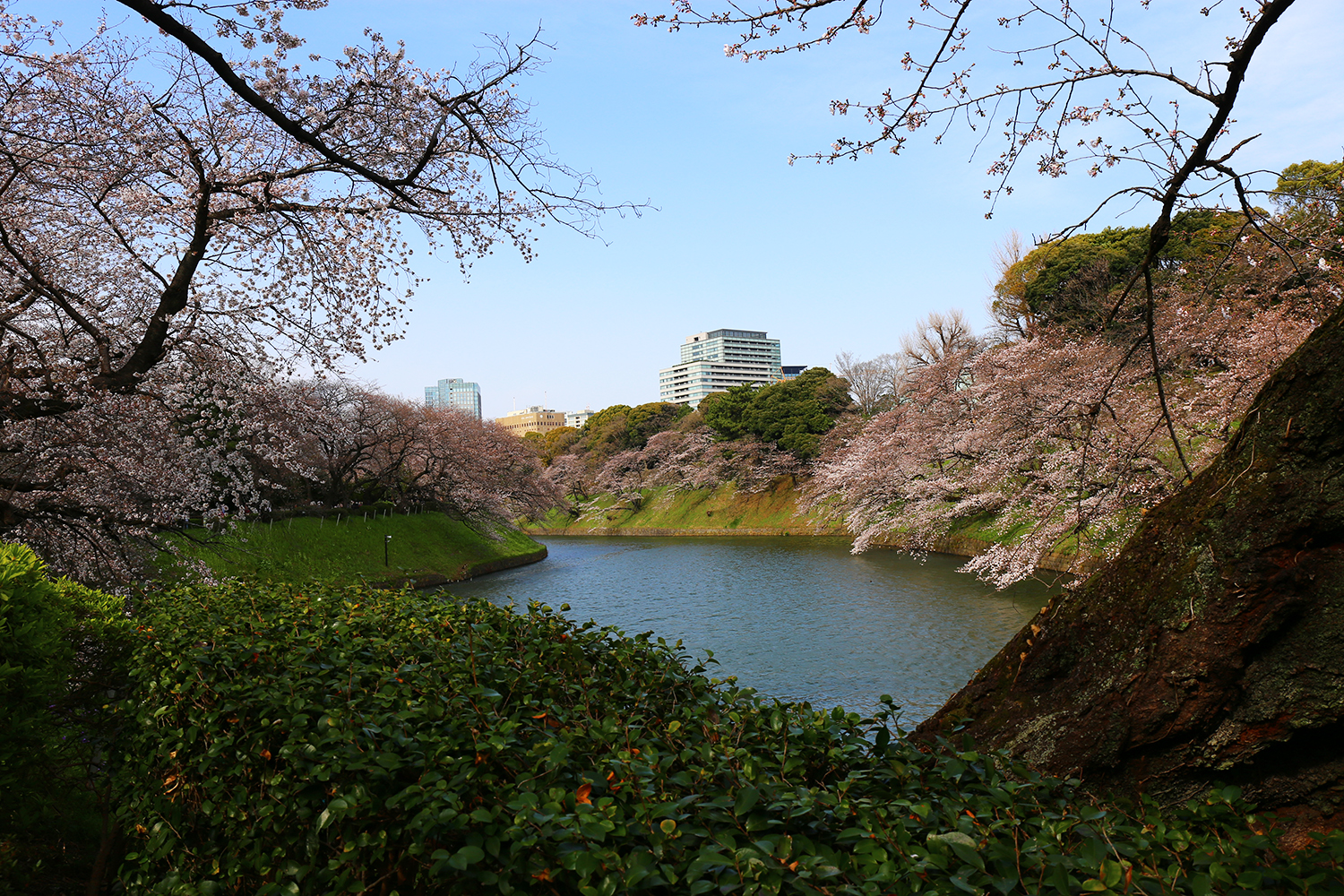 ５分咲？千鳥ヶ淵緑道のソメイヨシノ