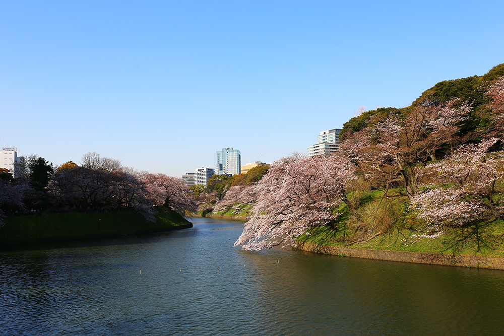 ８分咲　千鳥ヶ淵の桜