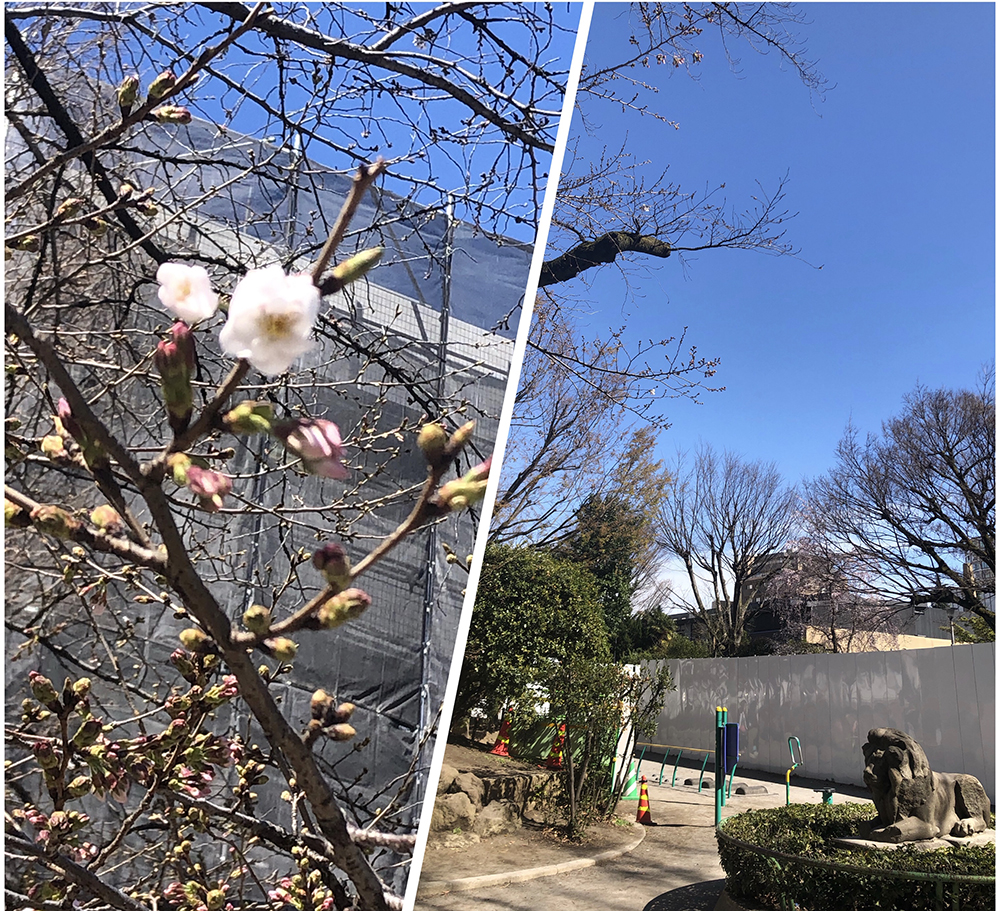 東郷公園も開花宣言します！