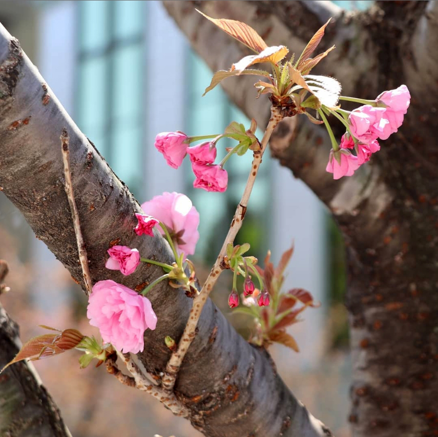 紀尾井町通りの八重桜（instagram）