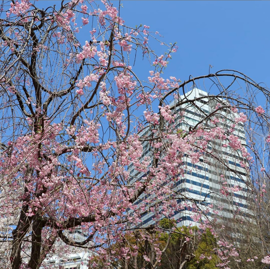 清水谷公園の紅枝垂桜（instagram）