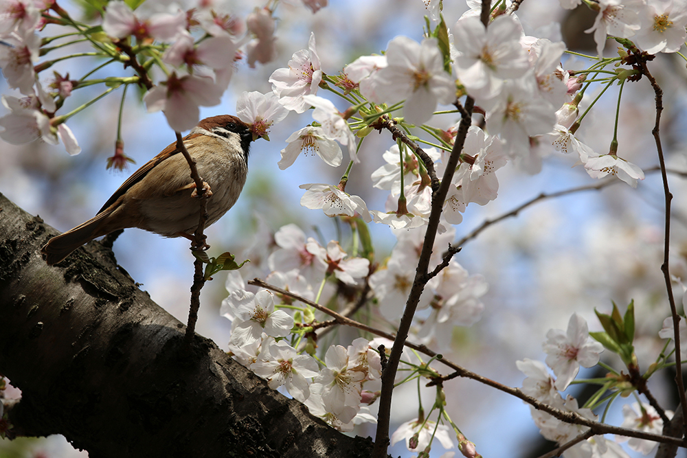 千鳥ヶ淵の桜（動画あり）