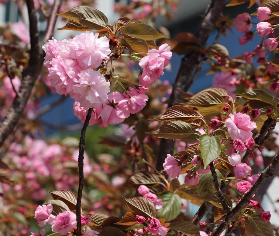 紀尾井町通りの八重桜（instagram）