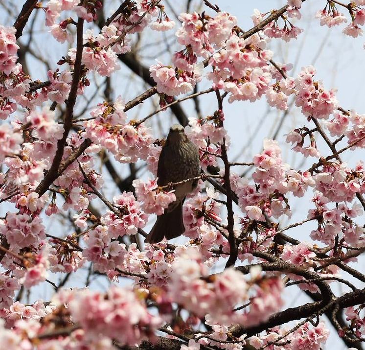 国会前庭の寒桜とヒヨドリ