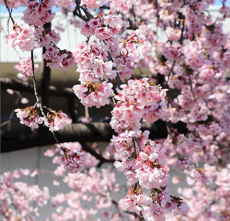 国会前庭　安行桜