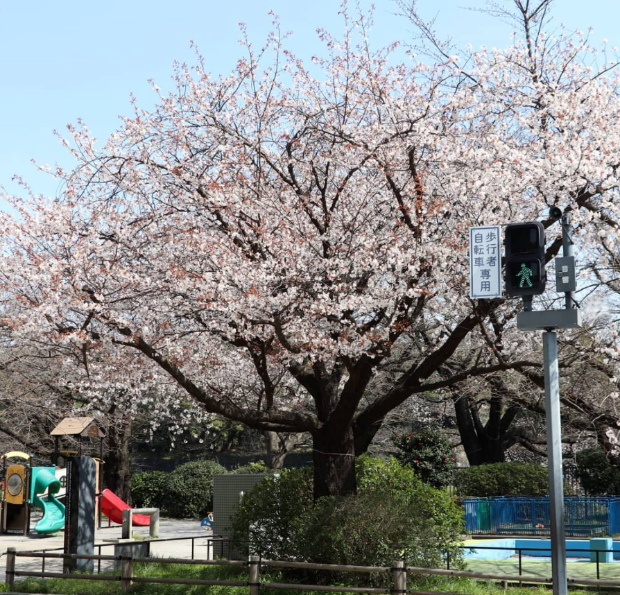 今年もやはりトップバッターは千鳥ヶ淵公園