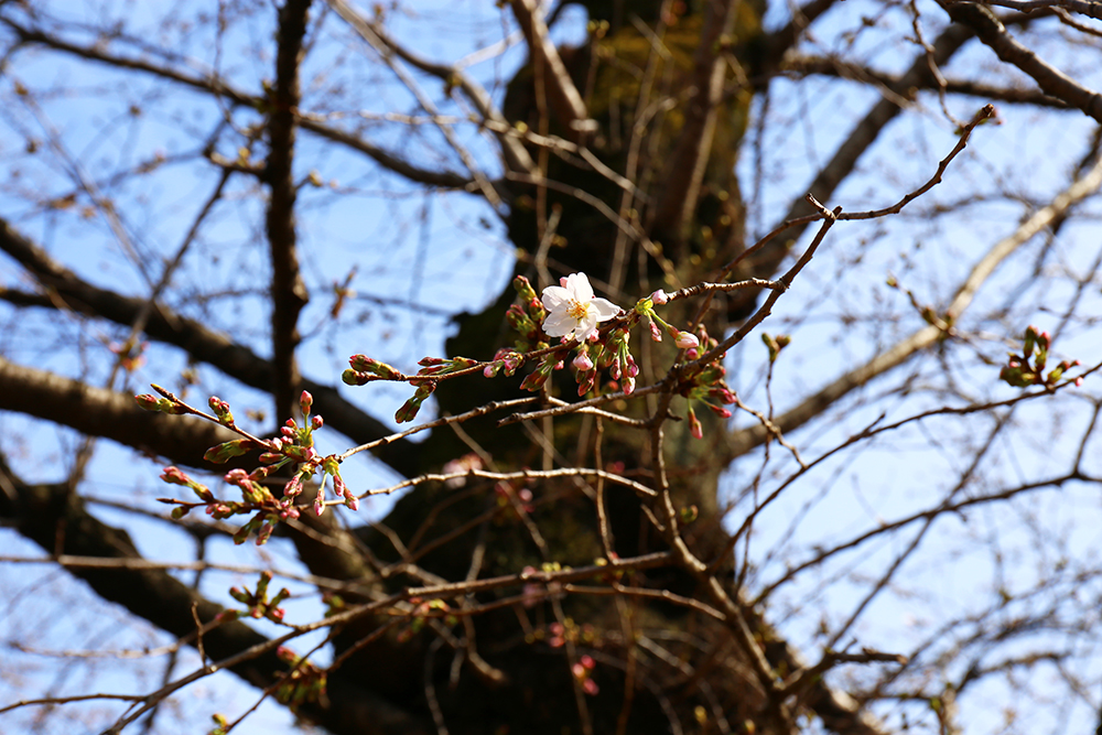 千鳥ヶ淵緑道の桜は、やっと蕾がほころび始め...