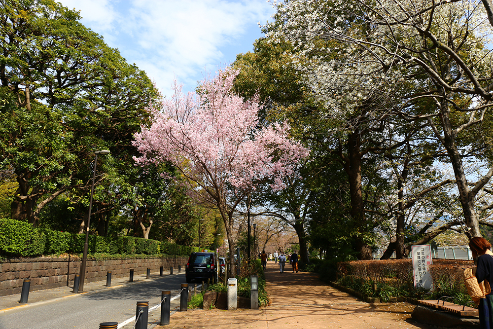 千鳥ヶ淵緑道　桜散歩-Ⅱ