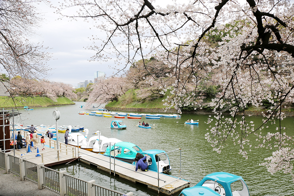 千鳥ヶ淵緑道　桜散歩Ⅲ