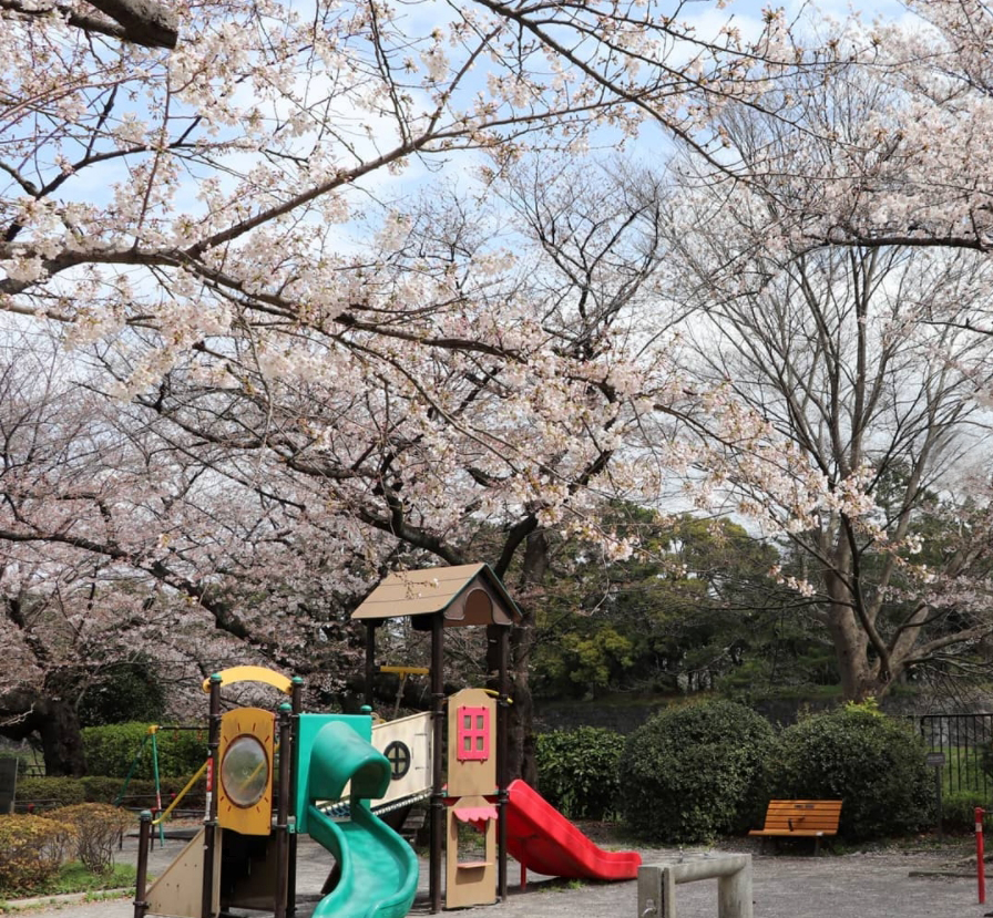 千鳥ヶ淵公園の桜
