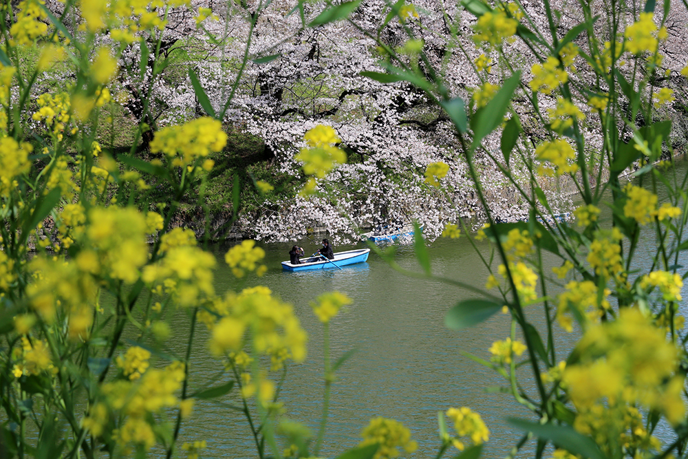 千鳥ヶ淵緑道　桜散歩Ⅳ